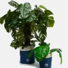 Discount Runa - Plant Pot Covers in Mid Wash Print (2 Pack) All Accessories|Homeware